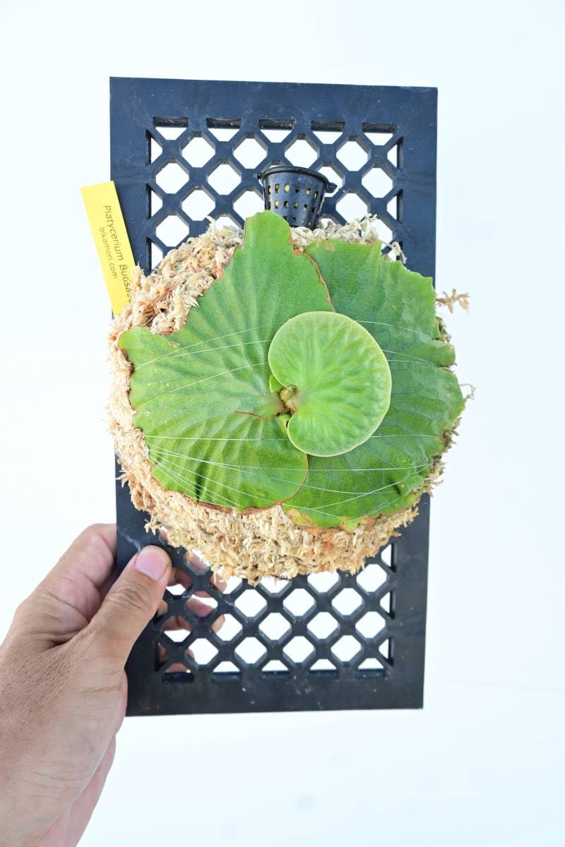 Amazon.co.jp: P.Budsaba(P.madagascariense × P.quadridichotomum